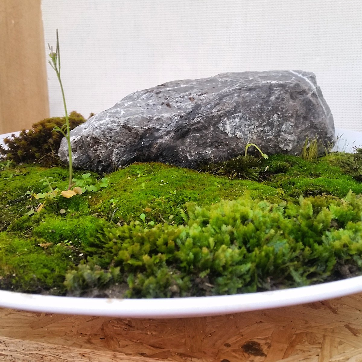 JA_Ydist's tweet photo. Another work, 2 weeks old.
Preparing for #diva16 #deinvasie
#wabikusa #saikei #bonkei #kokedama @_thisisantwerp_ https://t.co/A2ZfqtZPQE