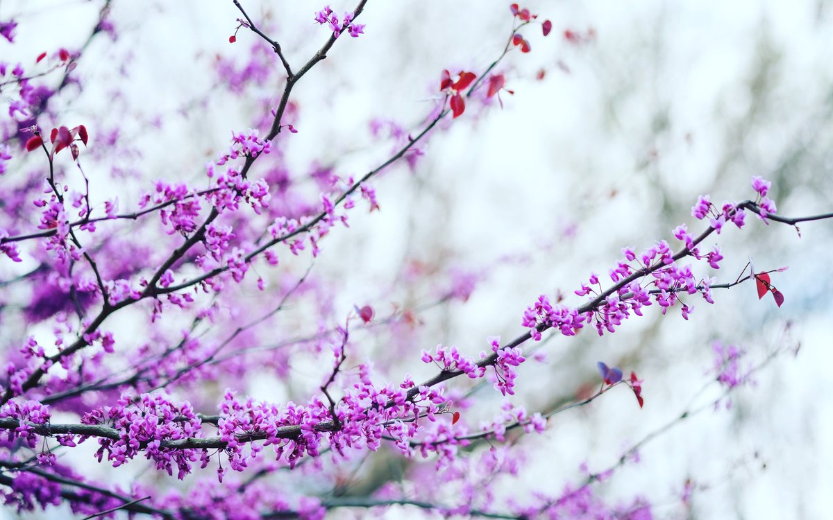 JustinHardigree's tweet photo. 💜 Purple 💜 🇯🇵
#my_athens #spring #purple #georgia #young #beautiful #2016 #sky #like4like #traveling https://t.co/vhViysERyG