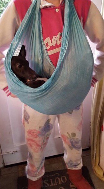ColinDeDog's tweet image. It&apos;s #whippetwednesday !