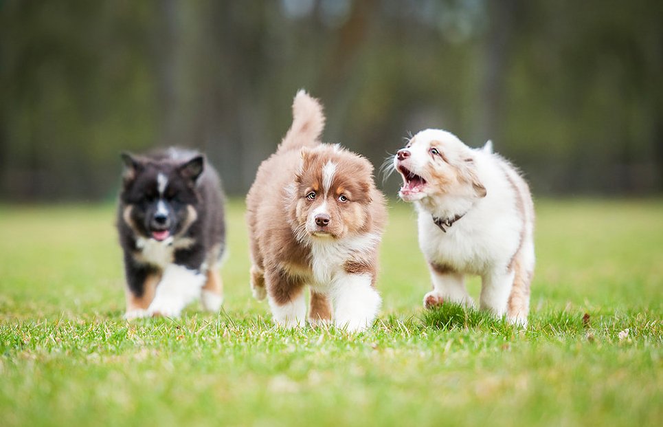 IAmBirmingham's tweet photo. Today is National Puppy Day, celebrating "the magic and unconditional love that puppies bring to our lives." https://t.co/3oq2x7rIb3