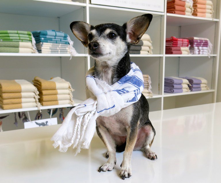 GoNOLA504's tweet photo. Gushing over the pets of NOLA on #NationalPuppyDay: https://t.co/4H7yTjQSPz https://t.co/Gd94d16JSY