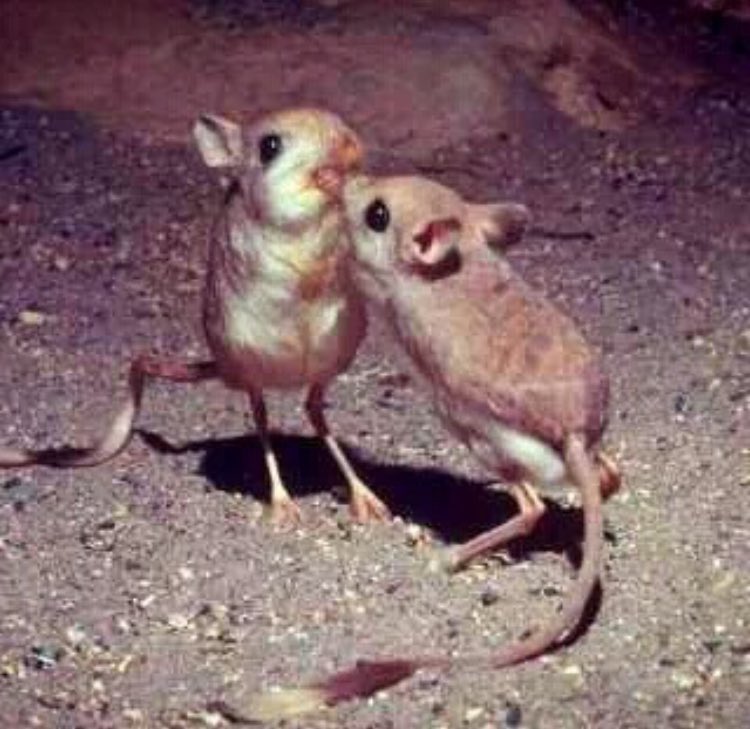 اُنثى "الجربوع" عندما يتزوج زوجها من اُنثى أخرى تقوم بحفر جحر لهما بمناسبة زواجه كهدية لهم !