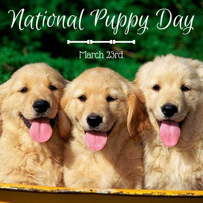 Today is no ordinary Wednesday...it's National Puppy Day!!