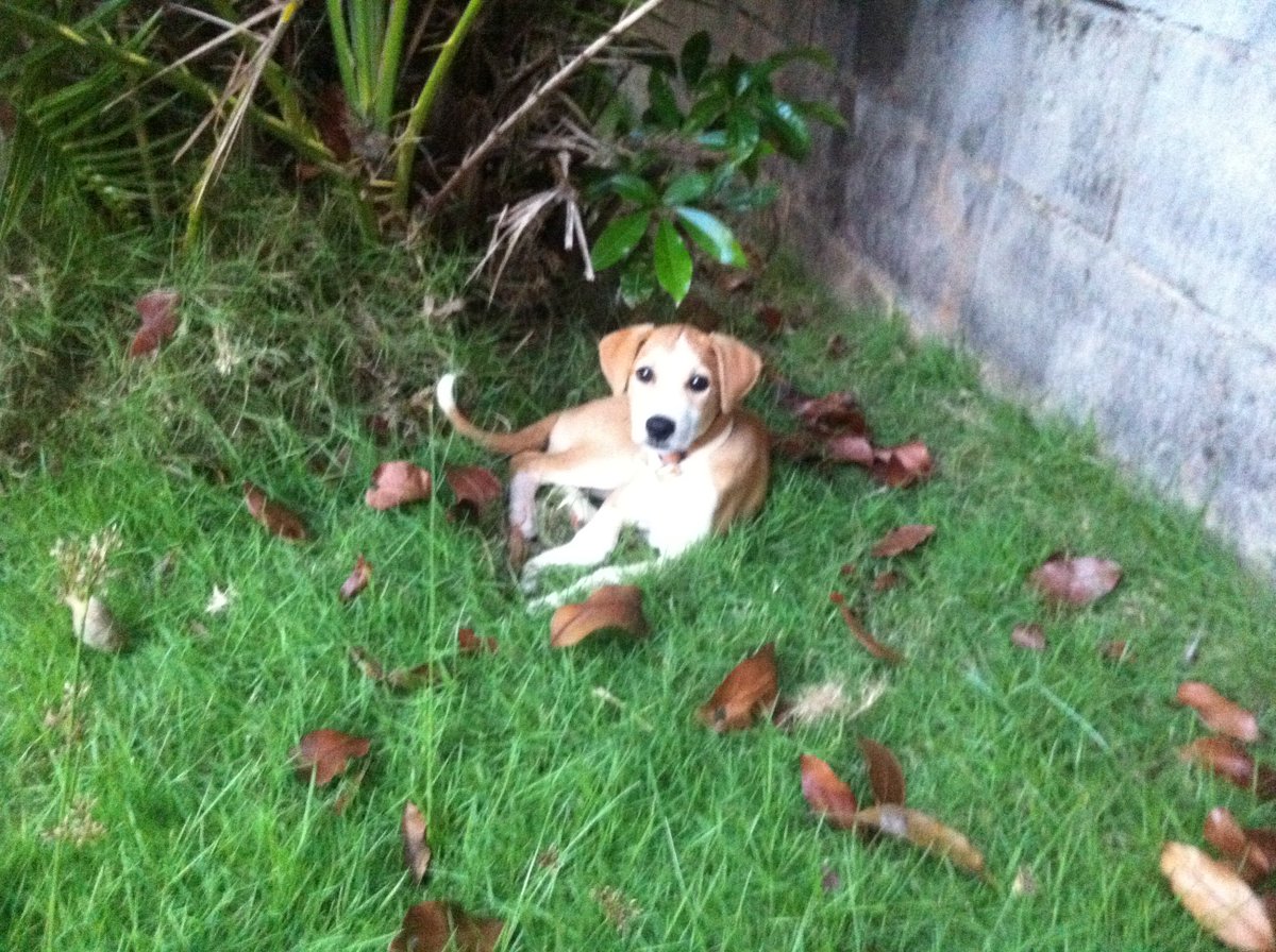 PeachMachine's tweet photo. Sugar! My sweety little princess puppy. #NationalPuppyDay #wozo #halfguarded @Naughty_Dog @dog_rates @dognkitty #wwe https://t.co/uksatBId3l
