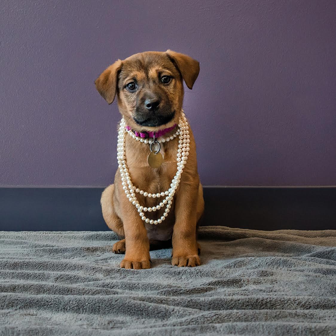 5280Magazine's tweet photo. Happy National Puppy Day! @DDFL &amp; @ShaneCompany teamed up to bedazzle some furry stars that need a home https://t.co/aABBCIWO0a
