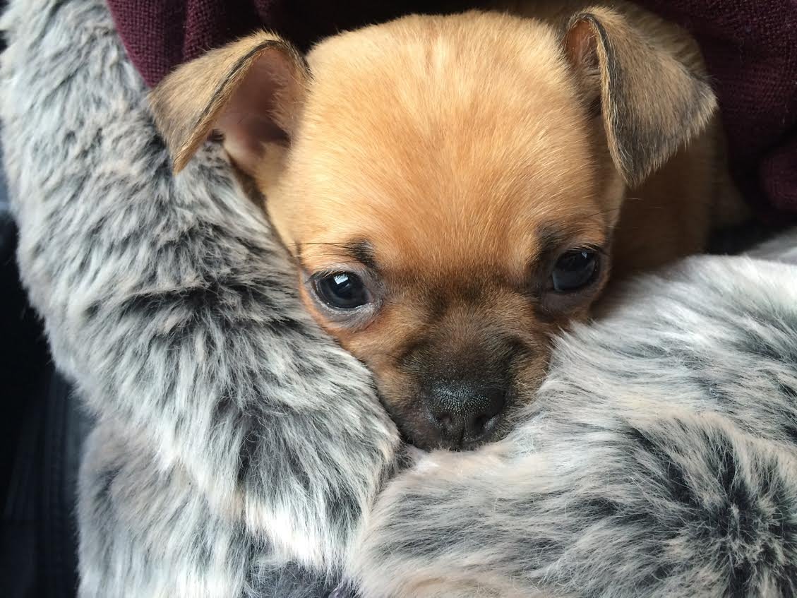 Milestone381's tweet photo. Welcome Princess, Our sales negotiatiors teacup chug puppy. #howadorable #NationalPuppyDay https://t.co/BYa4jp1JYK