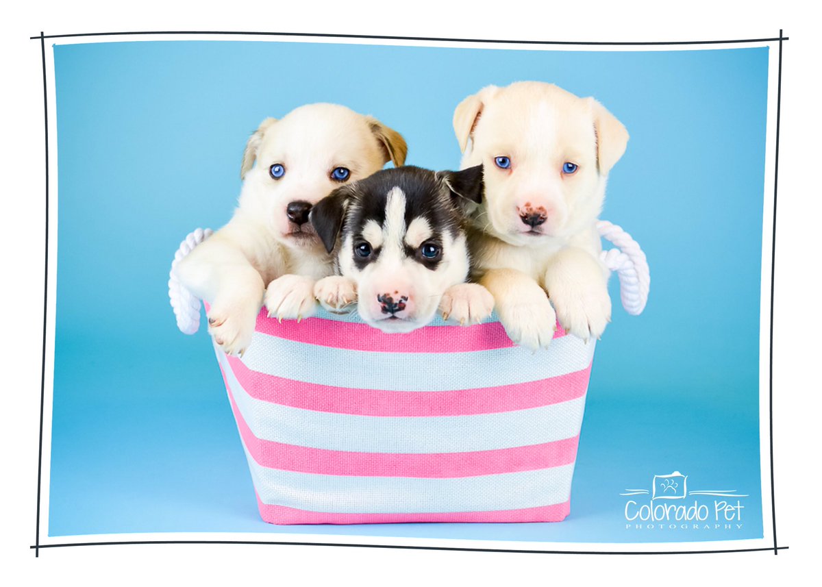 Fire Rescue Dogs tweet media