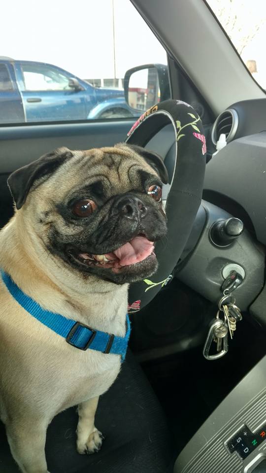 Thugsthepug's tweet photo. Hi Twitter! #myfirstTweet #happy #readyforspringtime #pugs #pug #puglove @MissDakotaPuggy @petfriend71 @PopularPugs https://t.co/31gaxOgMuU