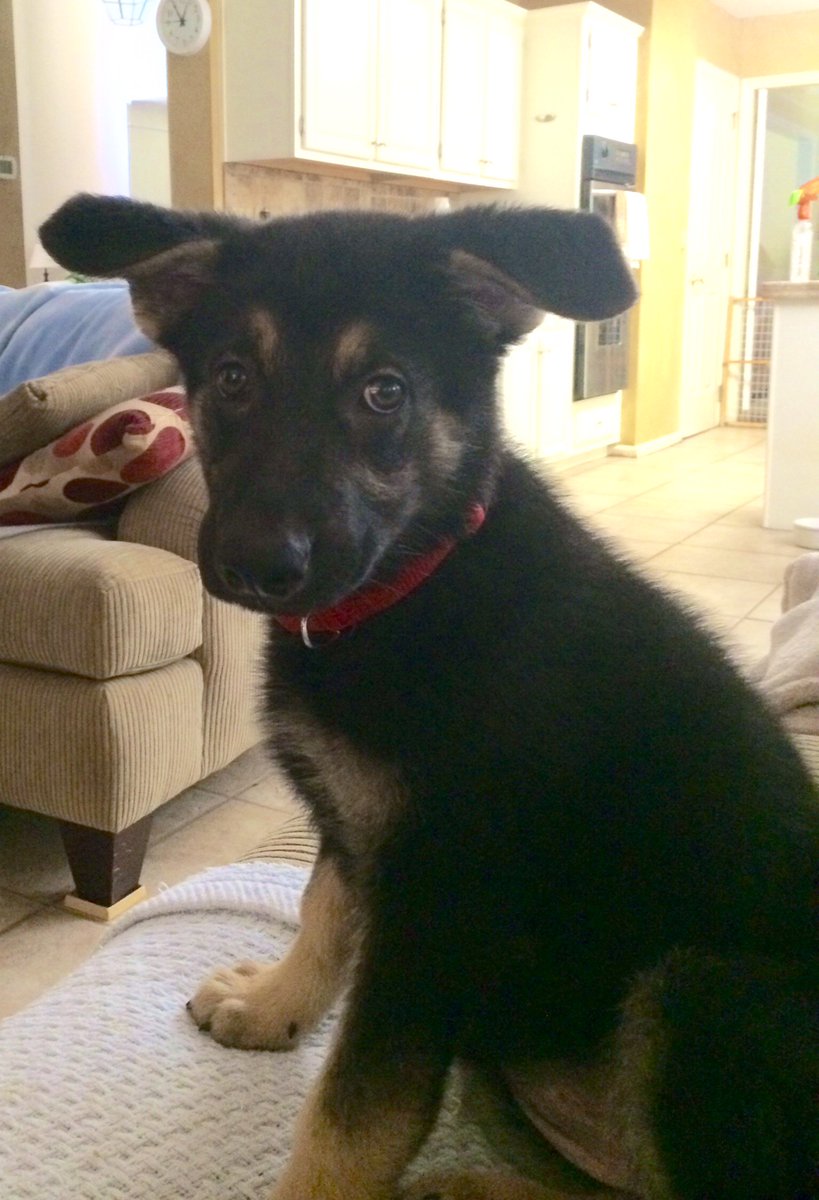 ChoiceTrans's tweet photo. Happy #NationalPuppyDay! Meet Sugarbear, an 8 month old German Shepherd owned by Choice's Margaret Sloop! https://t.co/OnfqllzKNA