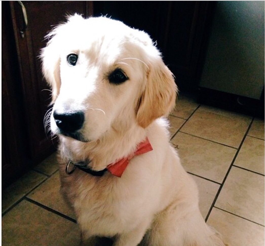 #NationalPuppyDay