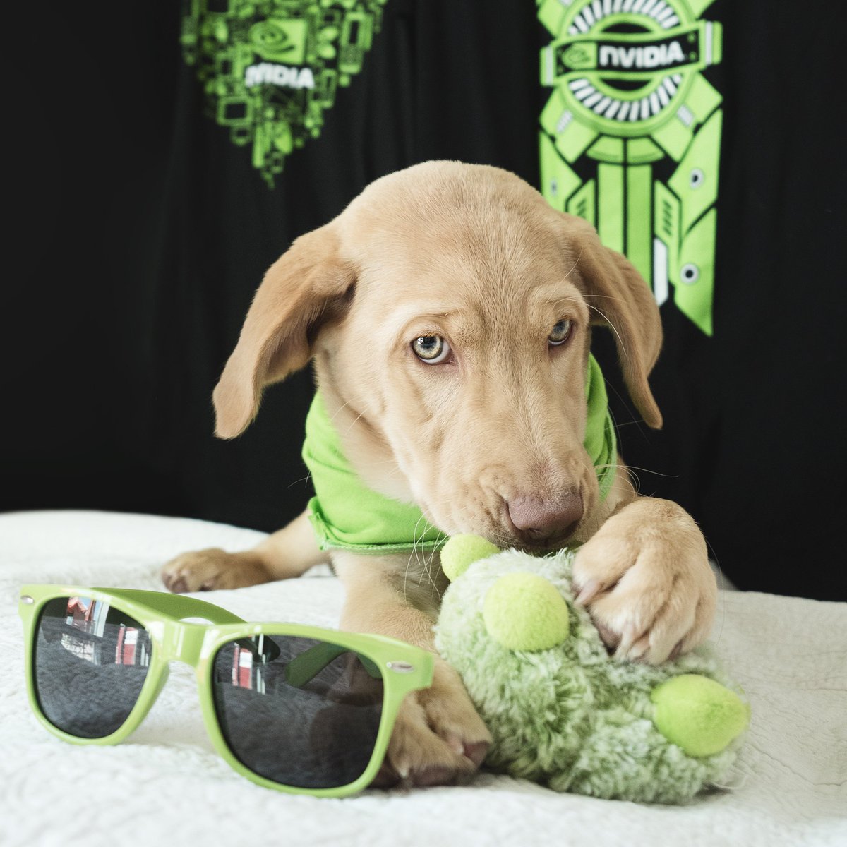 nvidia's tweet photo. This cute puppy @hssv doesn’t need thumbs to beat you in gaming. #NationalPuppyDay https://t.co/WaL8af9zD5