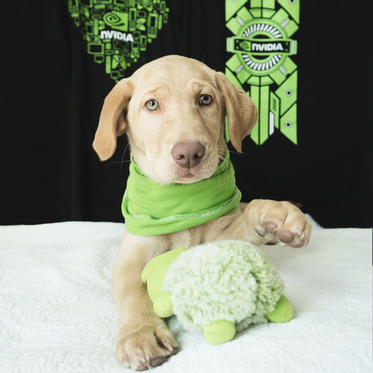 nvidia's tweet photo. This cute puppy @hssv doesn’t need thumbs to beat you in gaming. #NationalPuppyDay https://t.co/WaL8af9zD5