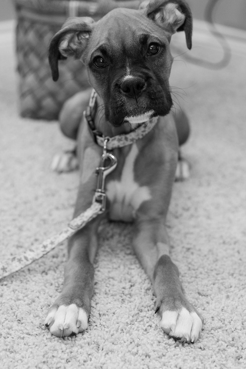 lynn_karli's tweet photo. #NationalPuppyDay❤️ https://t.co/SDuzkXdWUs