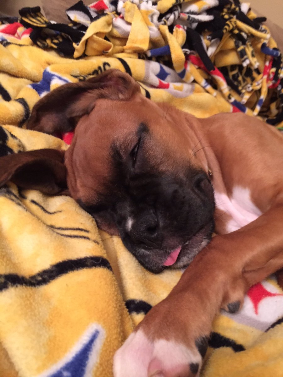 lynn_karli's tweet photo. #NationalPuppyDay❤️ https://t.co/SDuzkXdWUs