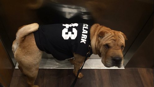 sarampage's tweet photo. Wishing a HBD the cutest 4-legged Rampage fan we know on #NationalPuppyDay! 📷: @laurenkurtz https://t.co/fQhdiD5suO