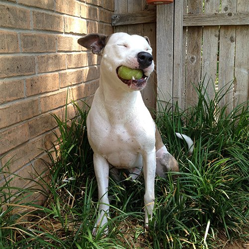 TexasTechLib's tweet image. It&apos;s #NationalPuppyDay! Use #TechPup to post photos of your fur-babies, and we will re-post our favs!