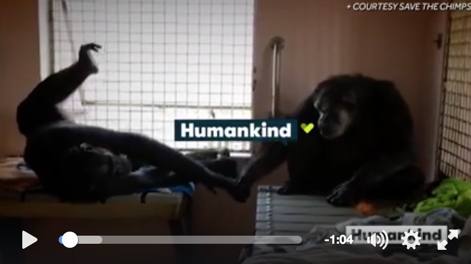ArcusApes's tweet photo. What ever happened to Jeannie & Terry, the holding-hand #chimpanzees at @SaveTheChimps ? https://t.co/Hrt4TCplJR https://t.co/YFRJvkIFye