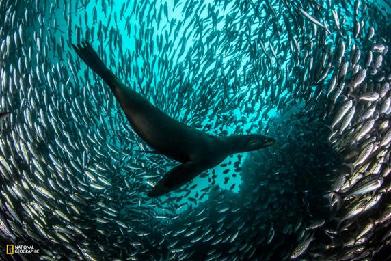 PartidoPACMA's tweet photo. ¡Bien! Crearán un santuario para proteger la zona con más tiburones del mundo https://t.co/1dodMU3XYZ https://t.co/LNNiUNIp46