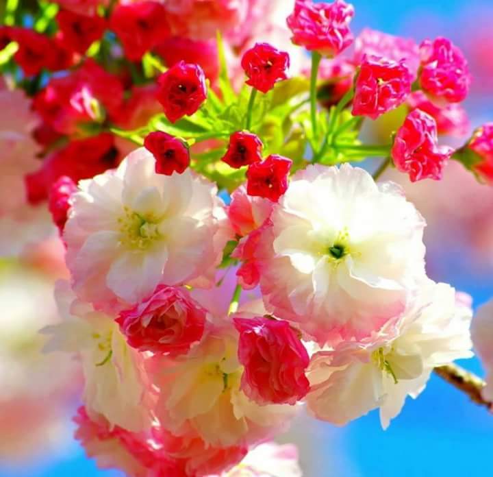 celal afşin (@celalmercimek) on Twitter photo 