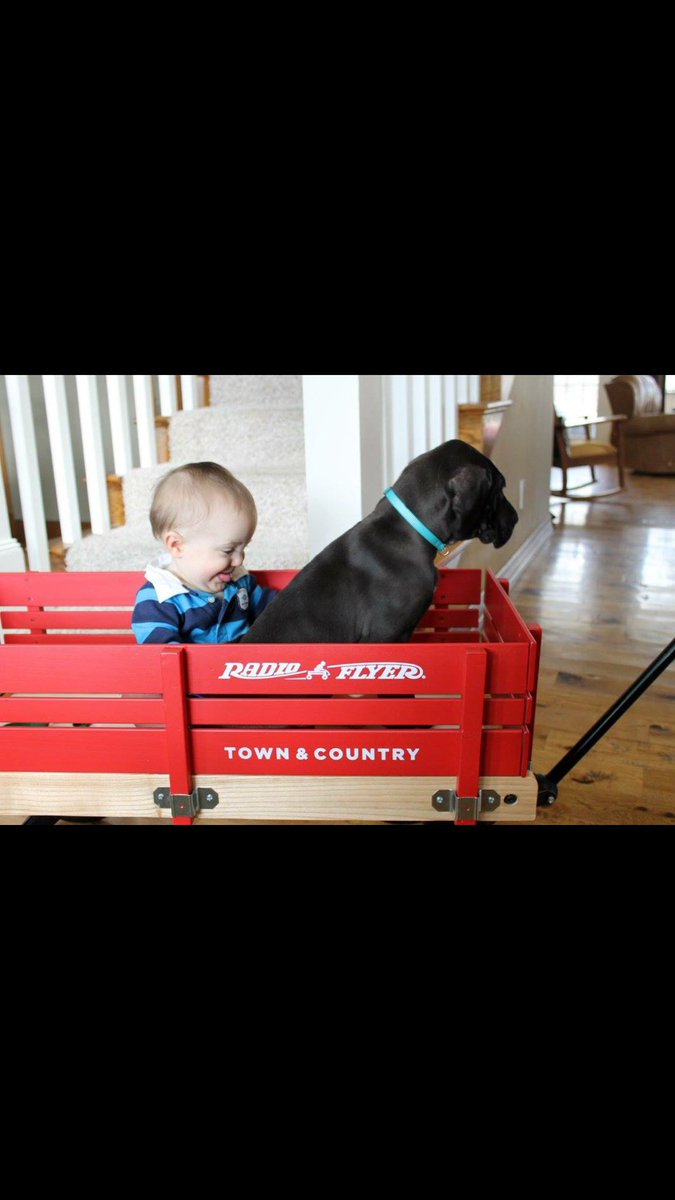 DeardinKelley's tweet photo. National puppy day bc I'm in love with @KelleyDarrian new puppy Bruce 😍 https://t.co/cc4jgFztGL