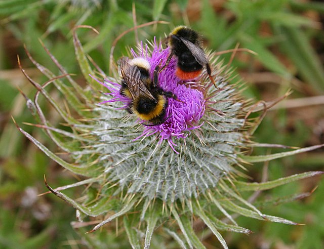 B_J_Sherriff's tweet photo. Have you entered our #springbee competition? Not long left! Show us your #bees https://t.co/HIIoNrtqKh https://t.co/bzAc9A6Txh