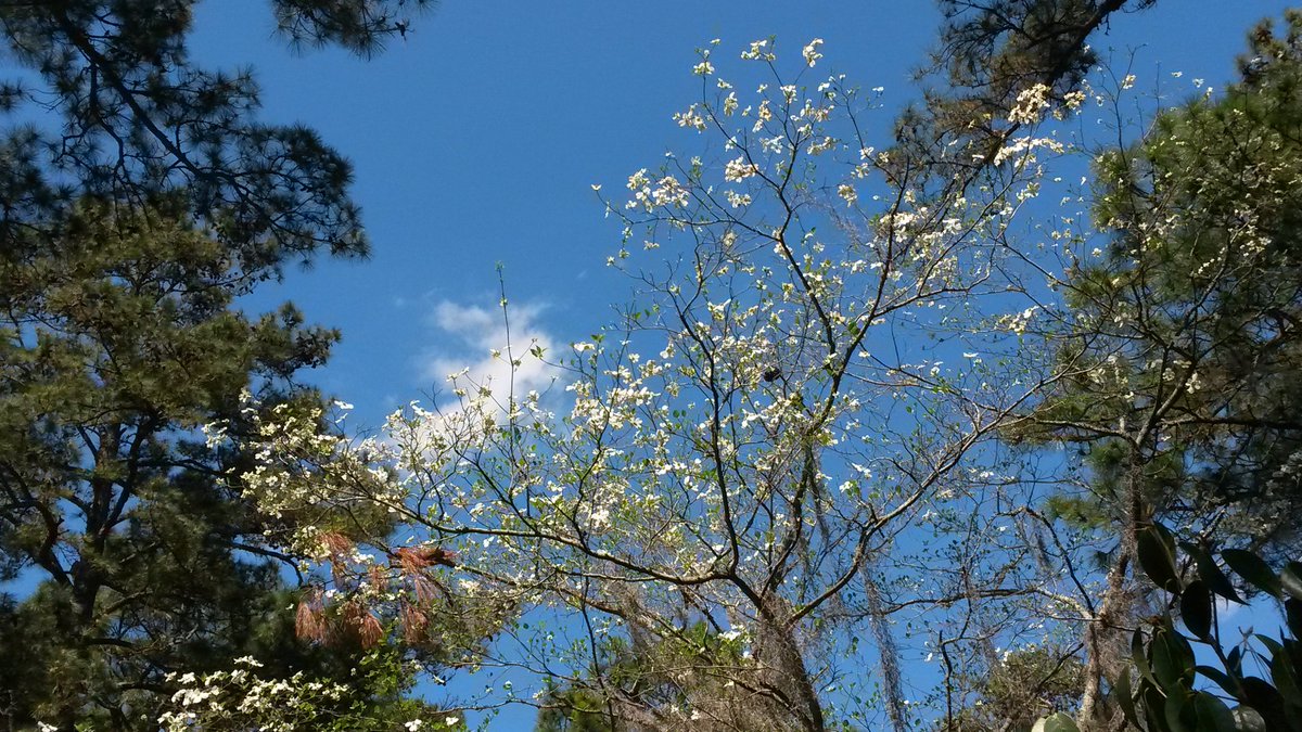 JaniceWStanford's tweet image. What a glorious day to be outside! #80degrees #springinfullswing #dontmakemegoback