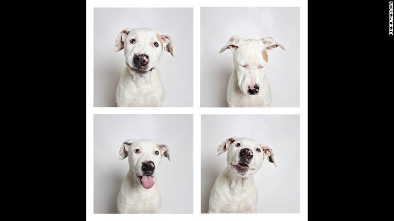 Pet Surf tweet media