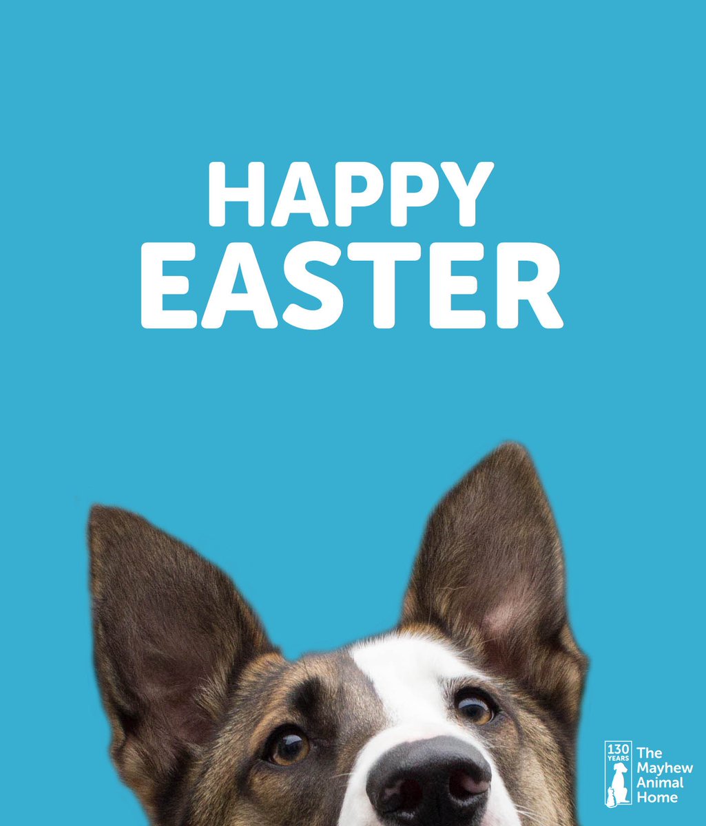 themayhew's tweet image. Happy #Easter everyone! Looks like our pup Loki here has got into the spirit with his #bunny ears...🐰 #dogs