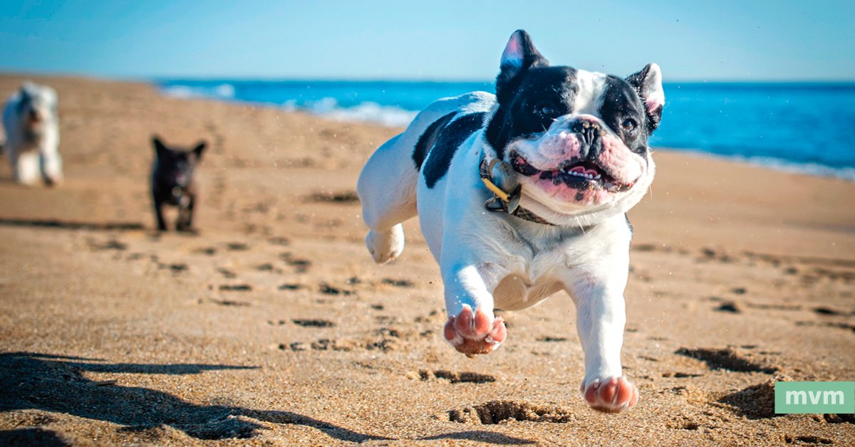 mv_magazine's tweet photo. It's #NationalPuppyDay. Get ready for an unrelenting stream of cuteness on all your social media today. #MVPups https://t.co/FWwnHNSOtk