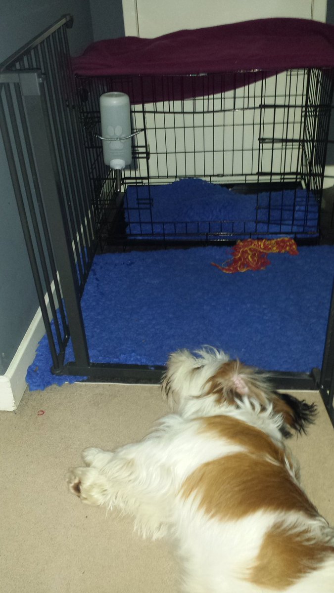 barclaypuppy's tweet photo. I LOVE my new water bottle my #womanhuman bought me today. #Lixit No more soggy wet chin for me! https://t.co/IOlcSYcf0q