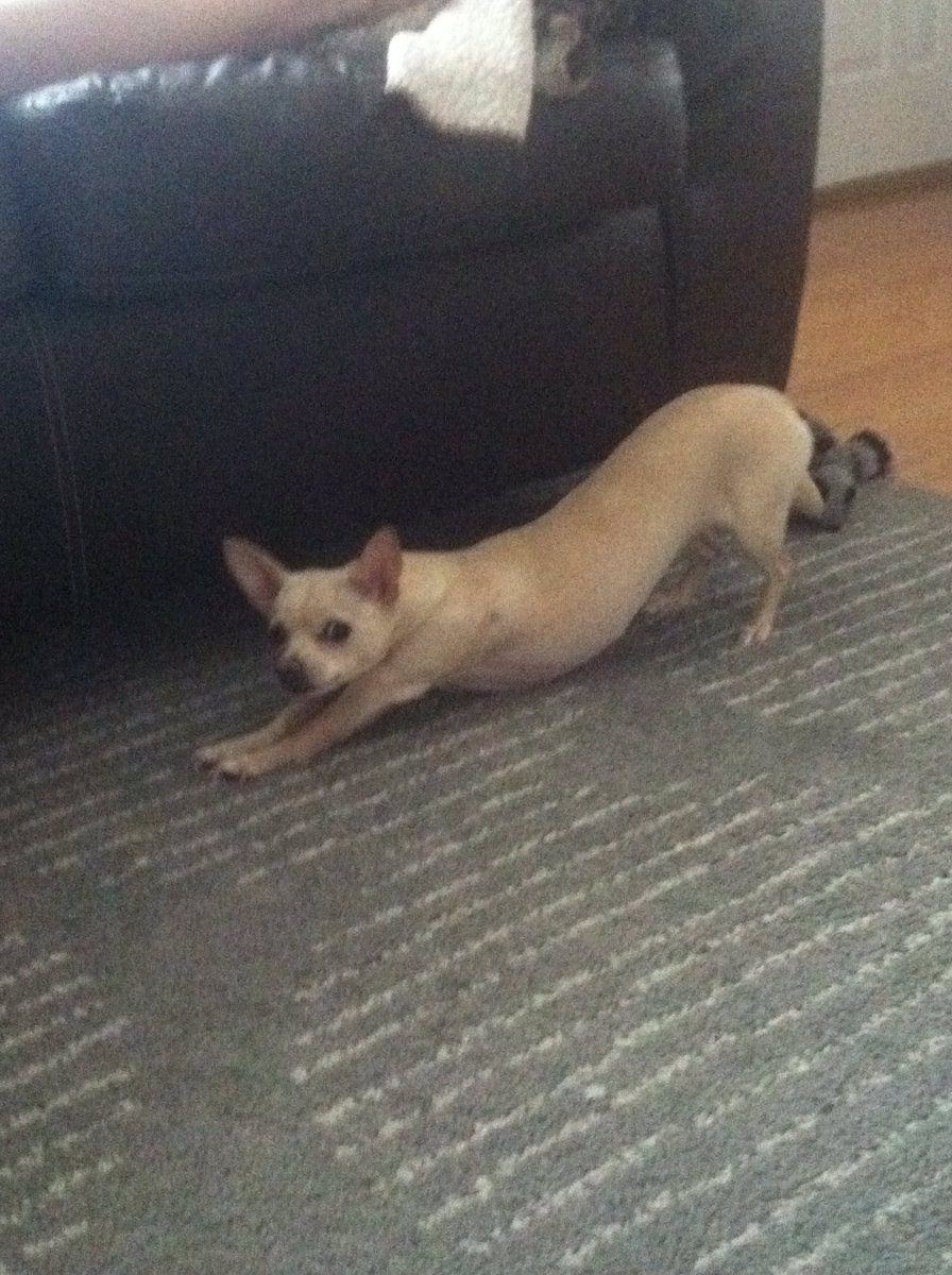 IzzyIsabelJ's tweet photo. Morning #DailyStretch https://t.co/mQauFpDowD
