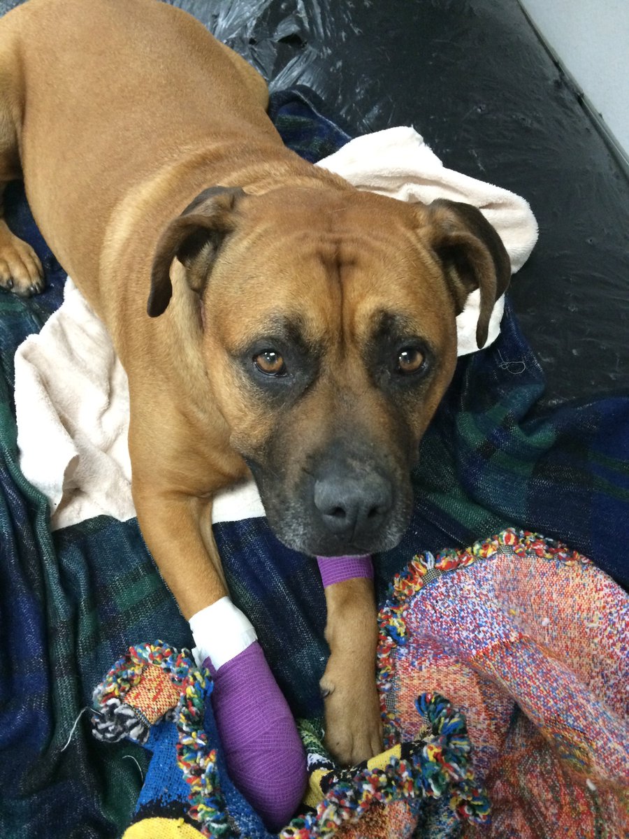 OperationDOG's tweet photo. Sweet Peaches is on the mend after surgery yesterday. More details to follow! #helpadoginneed #operationdog https://t.co/Fv3KJnJHuh