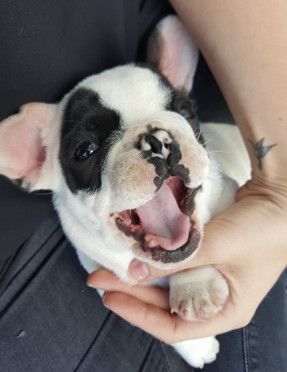 LennyDeFrenchie's tweet photo. Day 1 at my furever home 🏡 #nationalpupday #nationalpuppyday #dublin #ireland #dogsoftwitter #dogsarelove #frenchie https://t.co/vMVe66Im1C