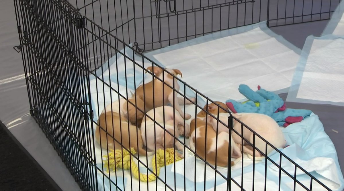 abc7newsbayarea's tweet photo. WATCH LIVE: Check out these @hssv puppies looking for their forever homes! https://t.co/VFCHYJDR4b #NationalPuppyDay https://t.co/Lm6THFZpzE