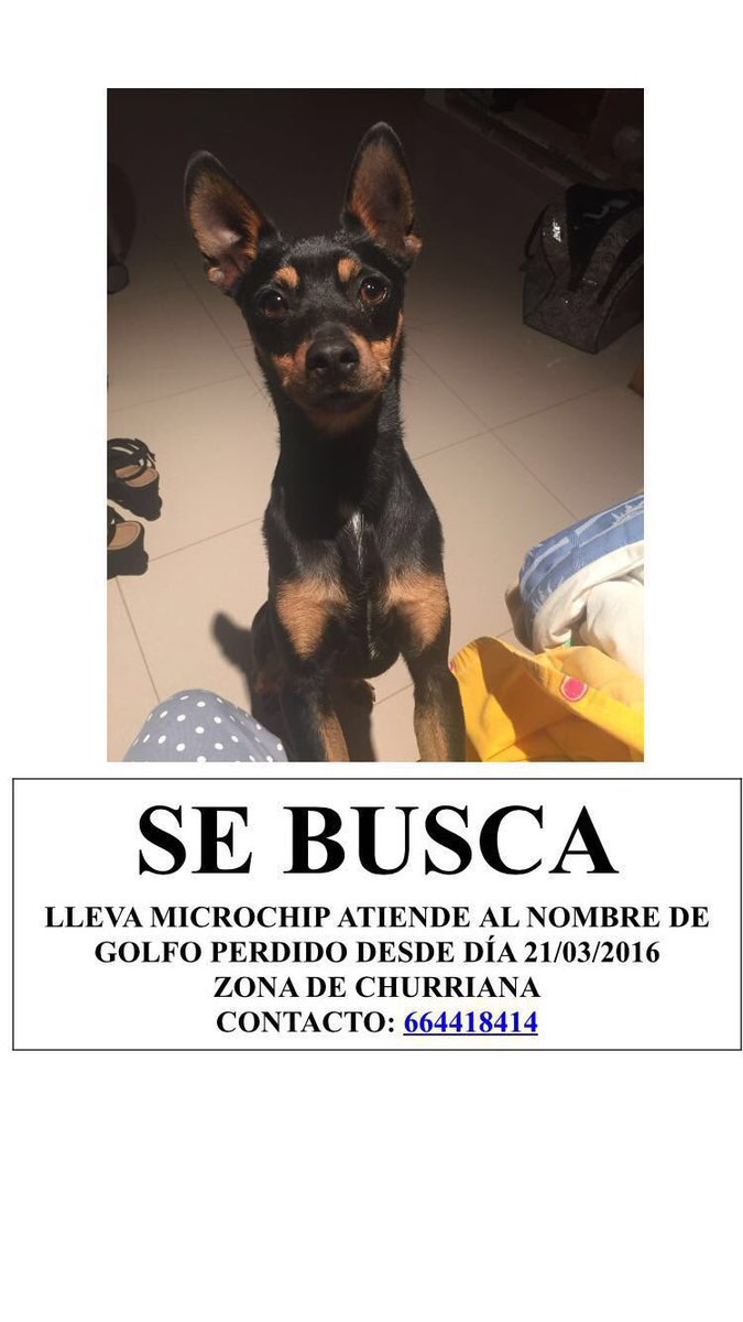 martamg_'s tweet photo. Se a perdido se necesita ayuda. Si lo han visto o saben algo de él no duden en contactar por favor. https://t.co/sq9S4jKwHu