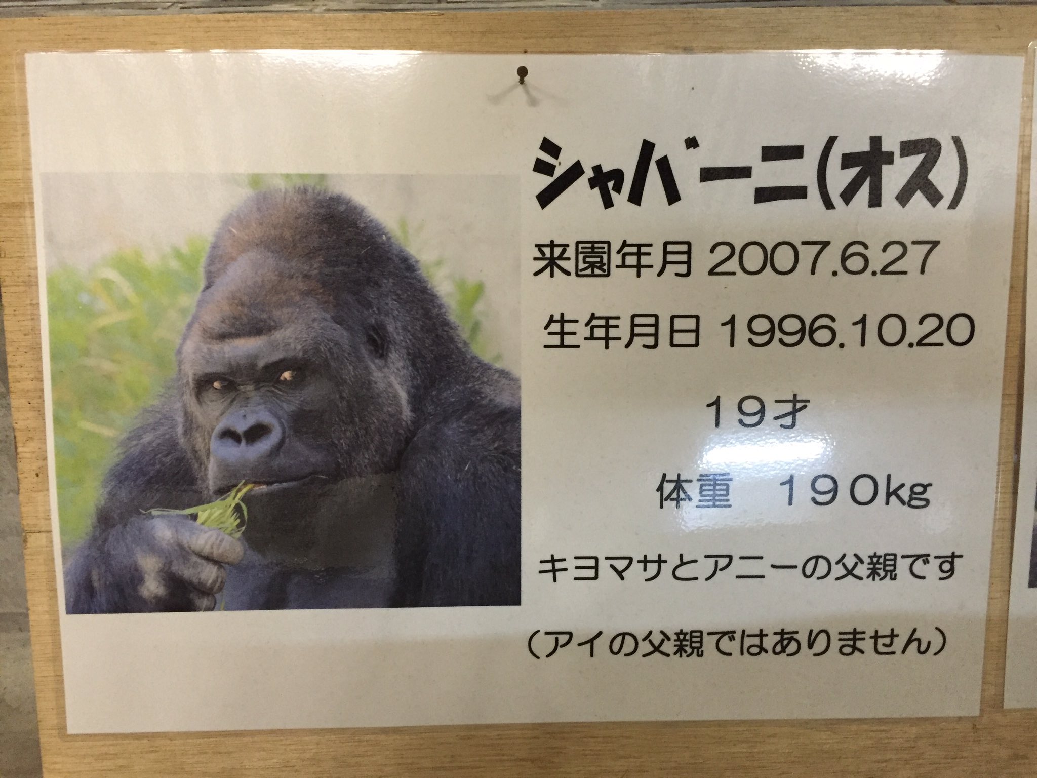 えなーる V Twitter 名古屋出張ついでにイケメンゴリラ シャバーニ君のいる東山動物園にまゆりんと行ってきました しかしなんと他の動物達とはしゃぎ過ぎてシャバーニ君を見れなかったという用意されたようなオチ グッズだけたくさん買ってやったぜ T