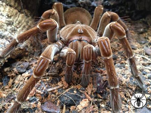 TheSpiderShop's tweet photo. Just in! 
Guyana Goliaths (#Theraphosa #stirmi) 
All Sizes from Slings to Adults
https://t.co/8uAva32KLK https://t.co/Rqs5Kbpb9l