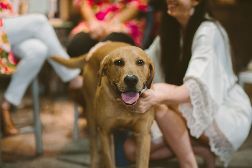 RusticAcresFarm's tweet image. This #WeddingWednesday goes to the puppies for #NationalPuppyDay! ow.ly/ZQCqX