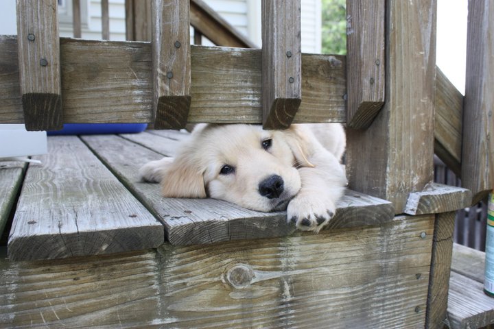 SpataroBellino's tweet image. Happy #NationalPuppyDay. No biting history with this little lady #insurancejoke