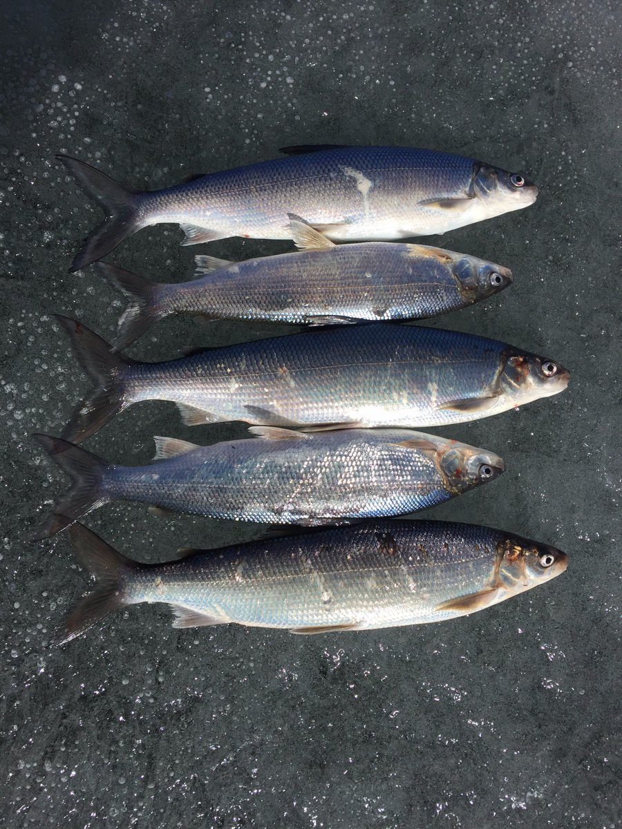 SaultCollege's tweet photo. Show your #wildknowledge name the animals in these pics @SaultCollege 1st right answer wins #giftcard #SaultCollege https://t.co/o3X48kdkeq