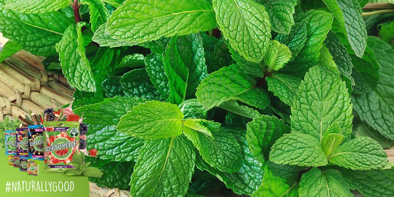 dietorelle's tweet photo. L’estratto di stevia, dolcifica 300 volte più dello zucchero ed è utilizzato per dolcificare le nostre Dietorelle! https://t.co/W7qwecFvk5