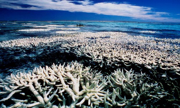 UNFCCC's tweet photo. #climatechange warnings for coral reef may have come to pass https://t.co/Tyb0sIHgDF #climate #environment https://t.co/gZiRRHHs2Q