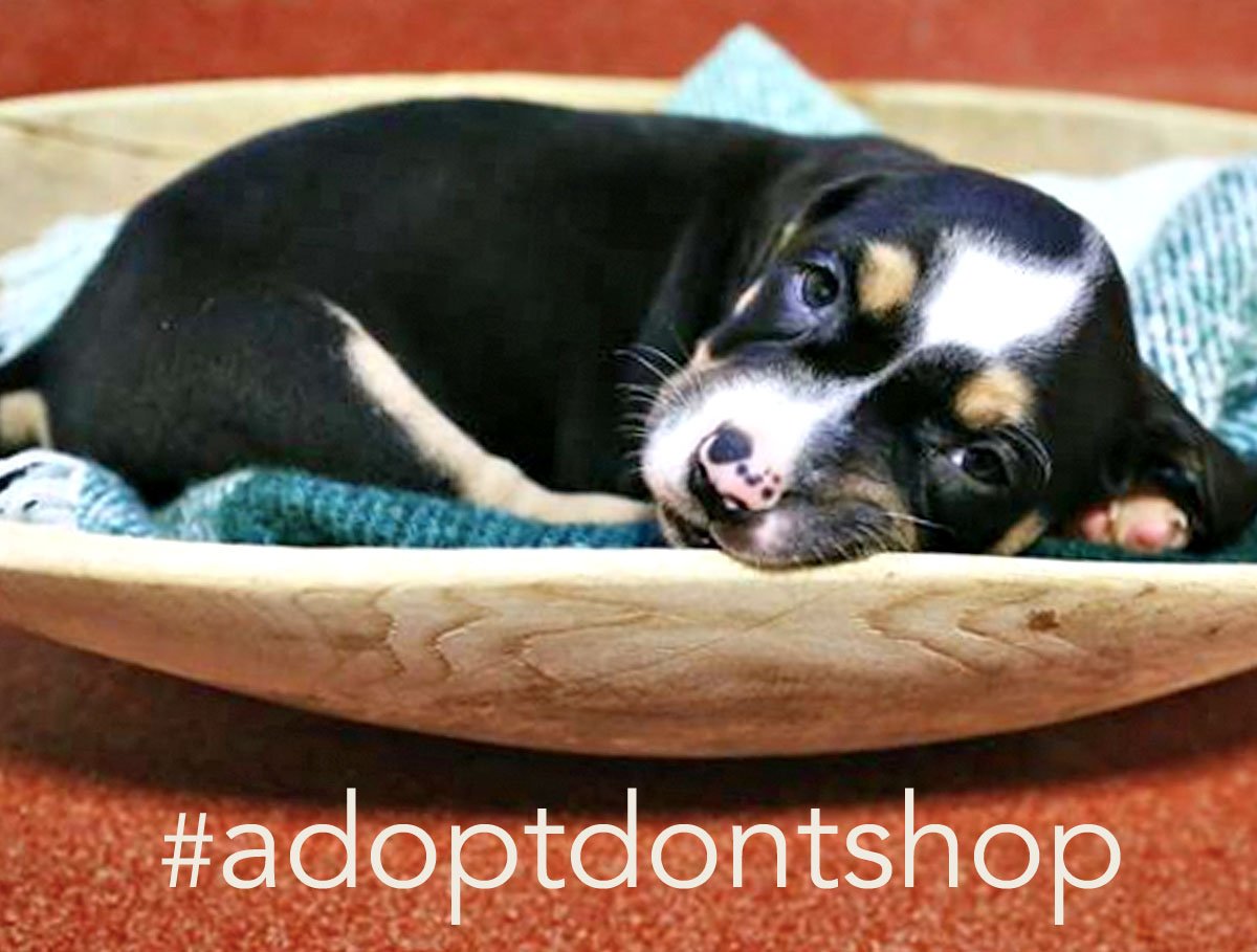 PrettieParties's tweet photo. Happy #NationalPuppyDay  #lovepuppies #AdoptDontShop https://t.co/TTC0lcqKJH