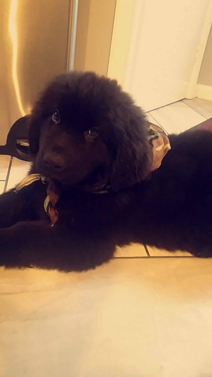 GeorginaM9798's tweet photo. #nationalpupday #newfoundlan #Bailey https://t.co/Csngr6zOPP