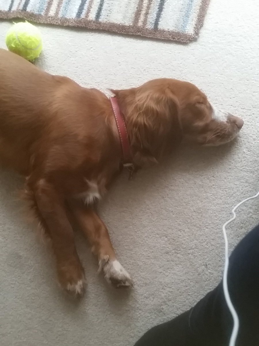 twittica's tweet photo. @deebanksschool Woody has tired Ernie out 🙊 https://t.co/bM71wFyhQS