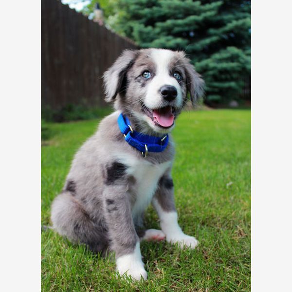 Cuteness overload! It's National PUPPY DAY! Love more, bark less! #NationalPuppyDay