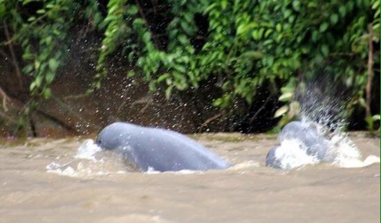 HajimogeSmd's tweet photo. Pesut mulai mincul di perairan sungai mahakam https://t.co/kJigVszVa7