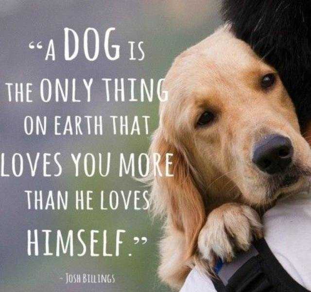 Ashley_Ava93's tweet photo. a dog is only thing https://t.co/cCxg4Nkfdj