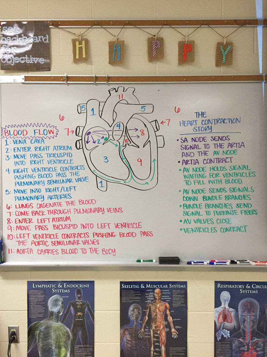 DaNailScience's tweet photo. Blood Flow review and Heart Contractions happening in Anatomy today. #BloodForDays #GetThatBloodPumping https://t.co/TbfNH6BDtY