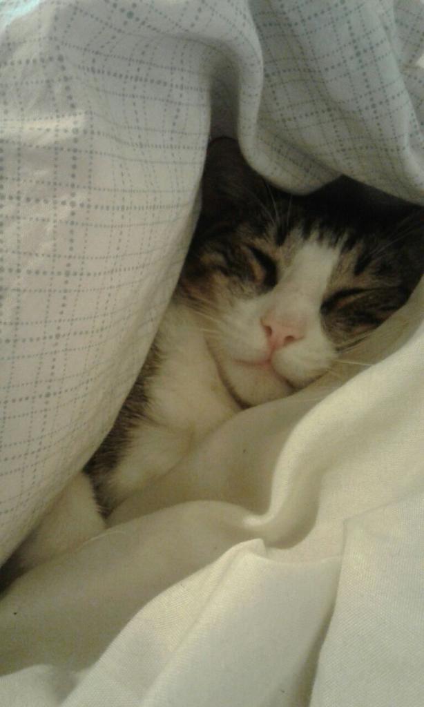 cnsuriv's tweet photo. @HolaChileLaRed El es Fausto, durmiendo en la cama de mi mamá jajaja saludos desde Villa Alemana! https://t.co/QnKzjZx8Wj